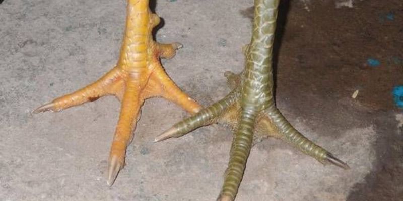 Vảy gà phủ địa có thực sự tốt như lời đồn?